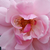 Roza - Vrtnice Floribunda - Märchenland®